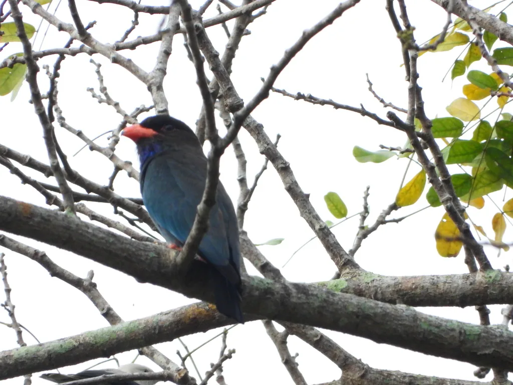 三宝鸟(Eurystomus orientalis)