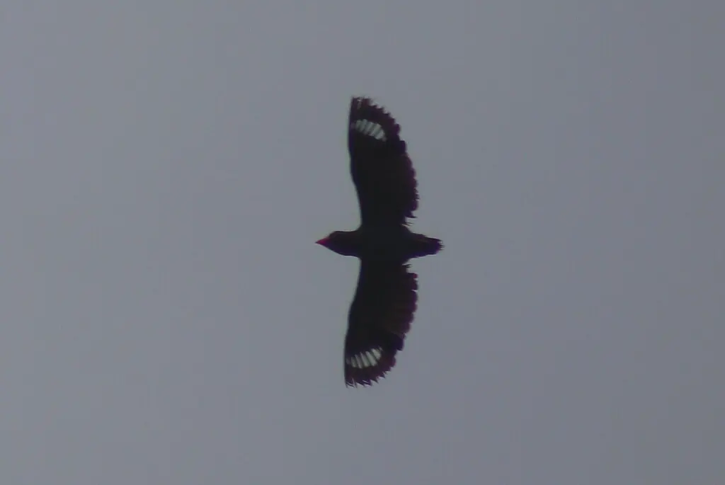三宝鸟(Eurystomus orientalis)