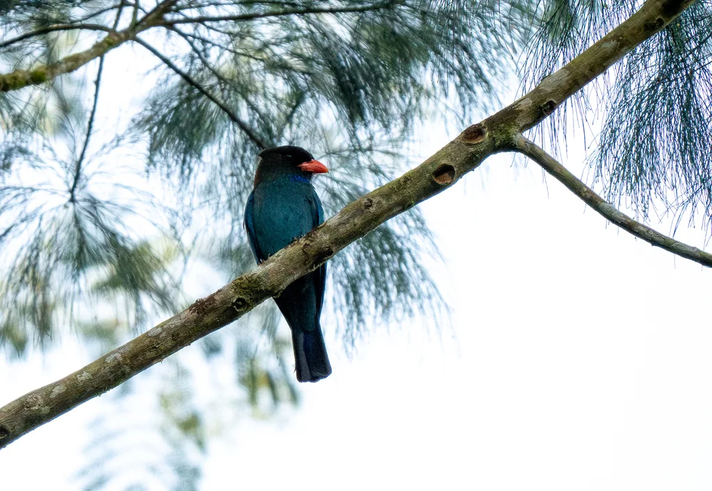 三宝鸟(Eurystomus orientalis)