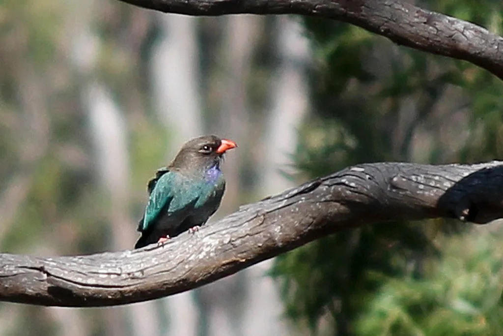 三宝鸟(Eurystomus orientalis)