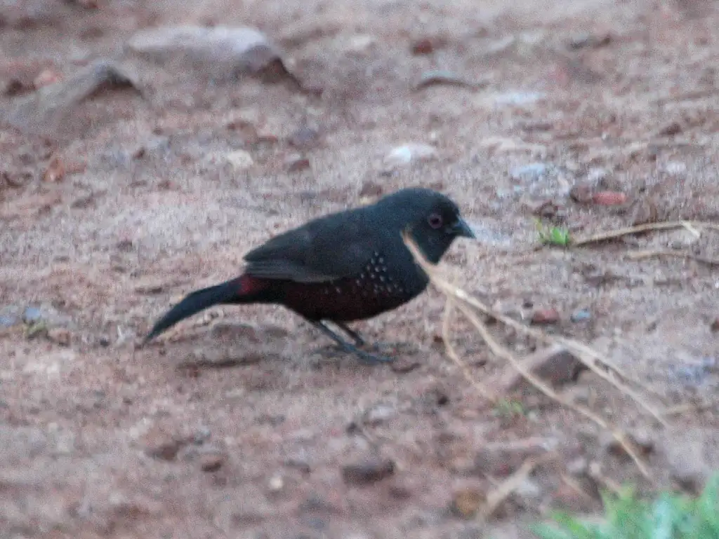乌双斑雀（Euschistospiza cinereovinacea）