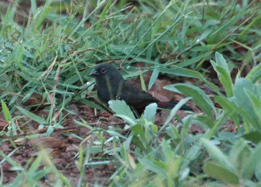 乌双斑雀（Euschistospiza cinereovinacea）