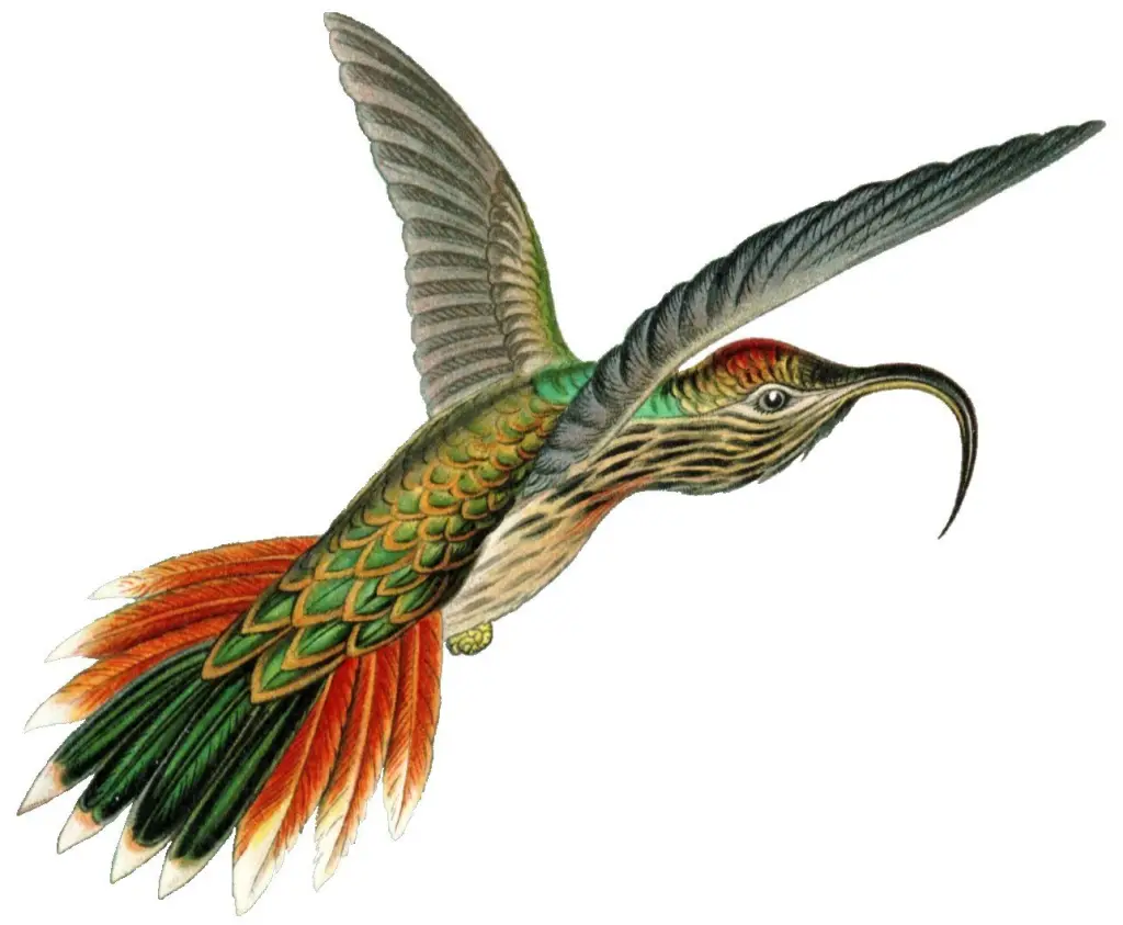 黄尾镰嘴蜂鸟(Eutoxeres condamini)