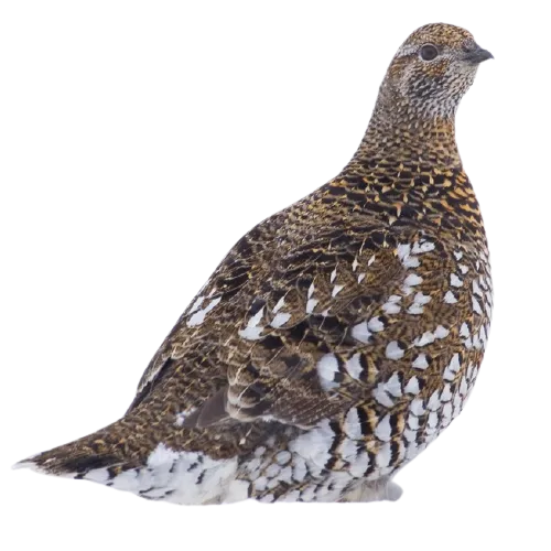 镰翅鸡(Falcipennis falcipennis)
