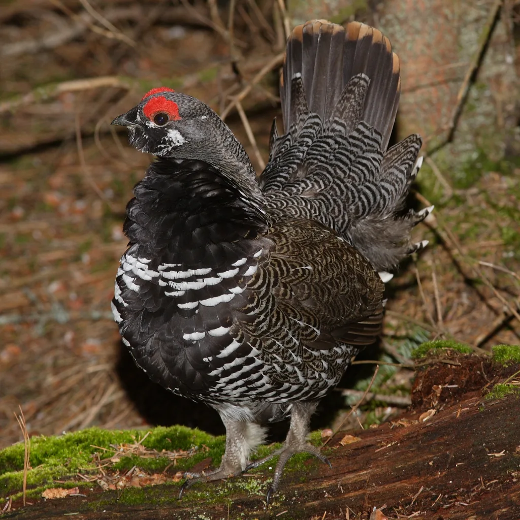 镰翅鸡(Falcipennis falcipennis)