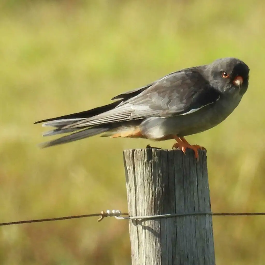 红脚隼(Falco amurensis)