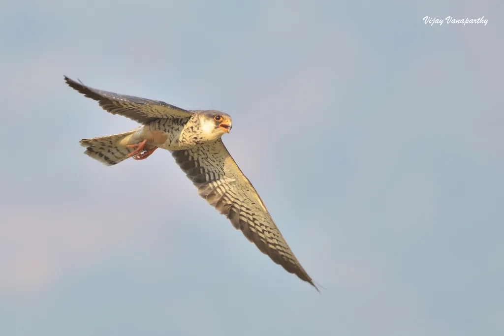 红脚隼(Falco amurensis)