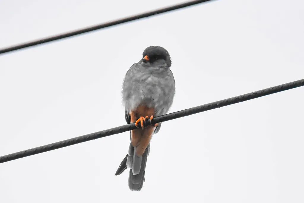 红脚隼(Falco amurensis)
