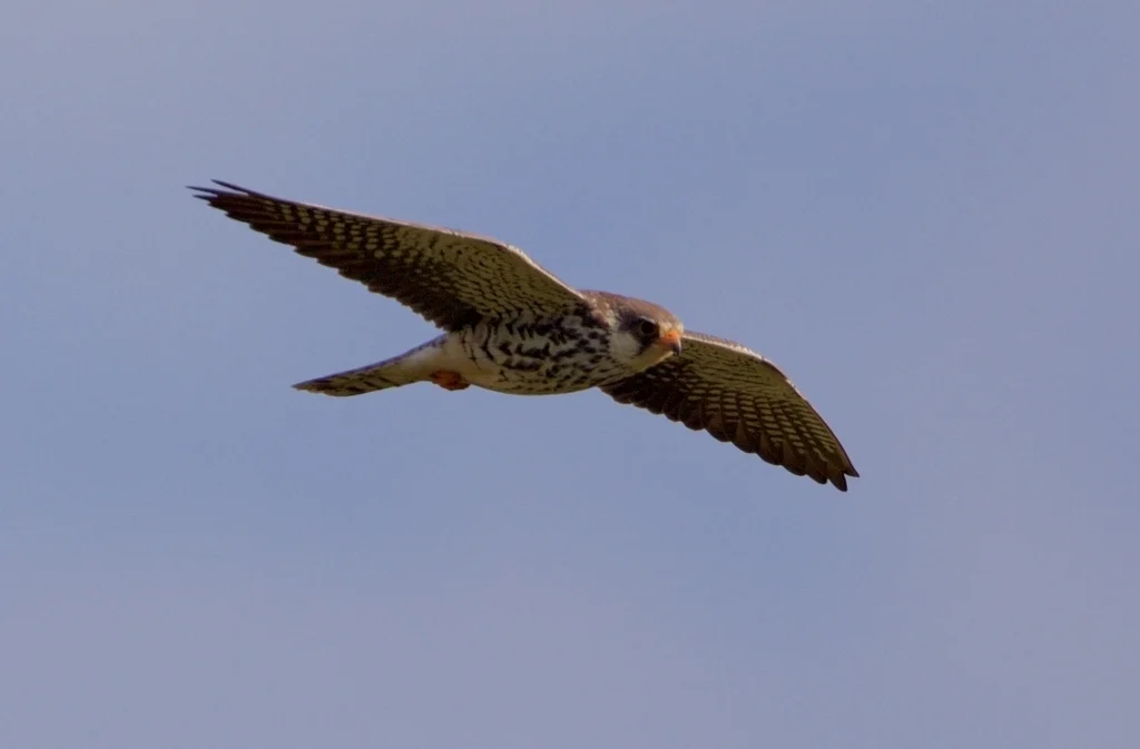 红脚隼(Falco amurensis)