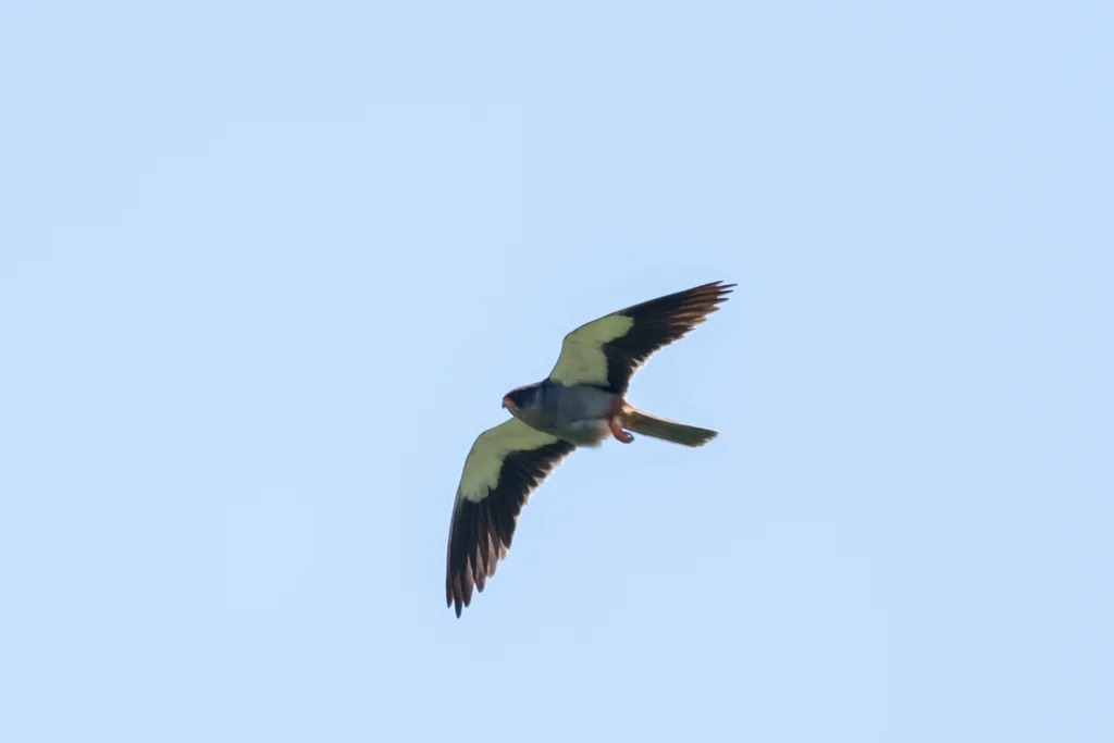红脚隼(Falco amurensis)