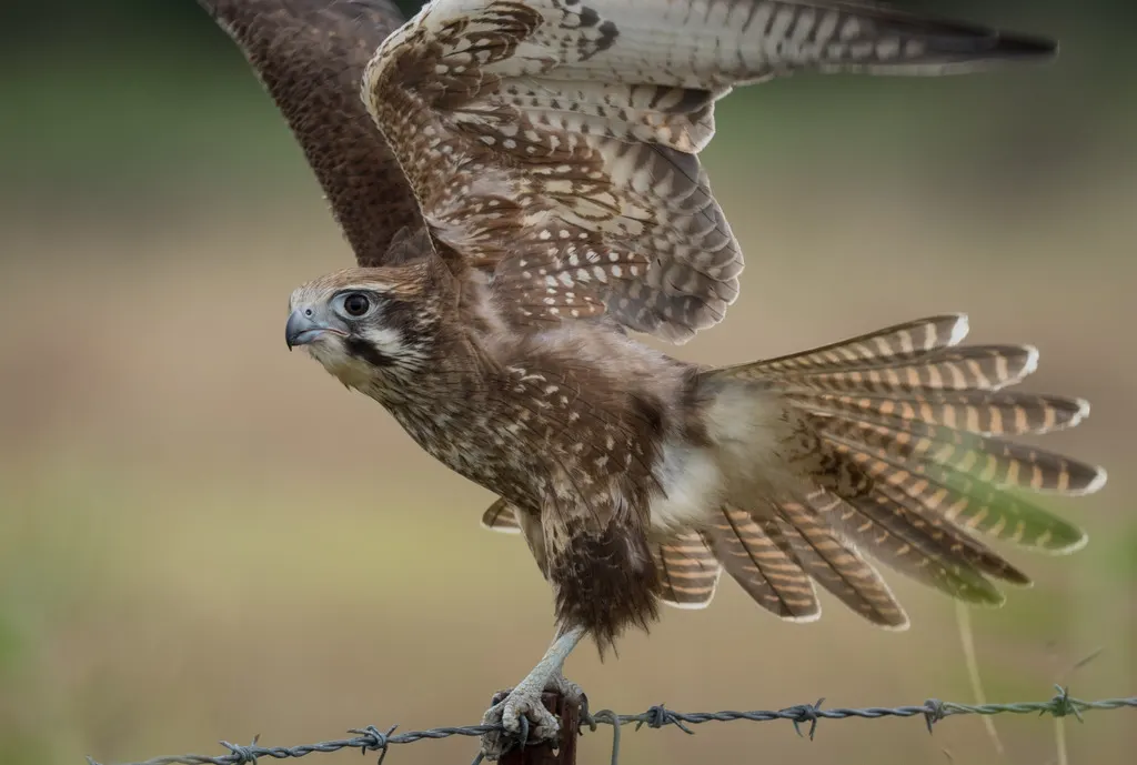 褐隼(Falco berigora)