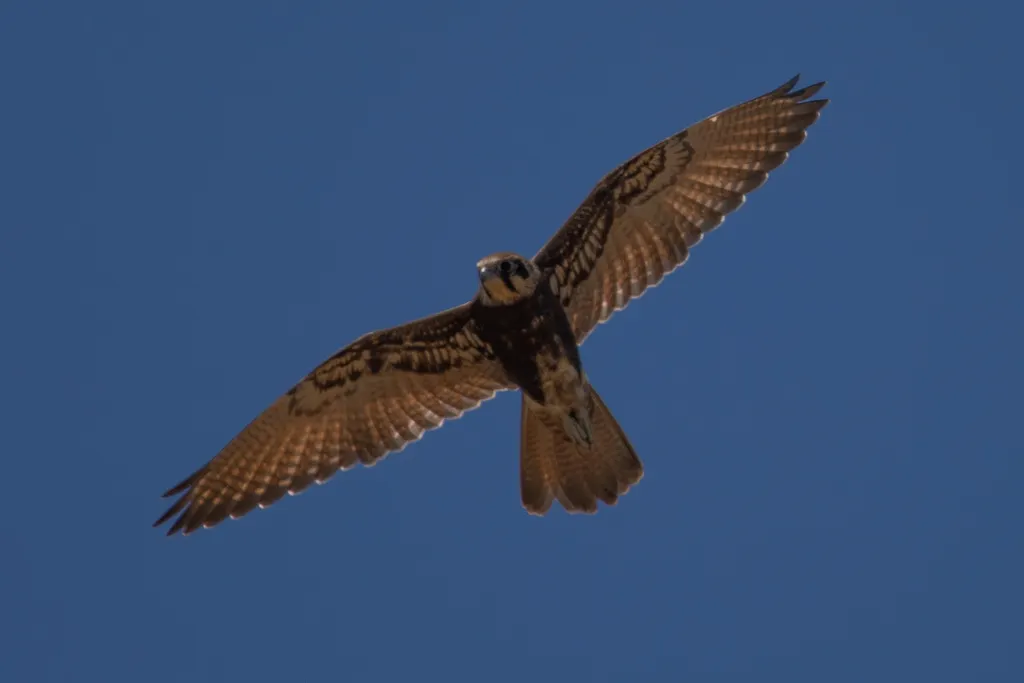褐隼(Falco berigora)