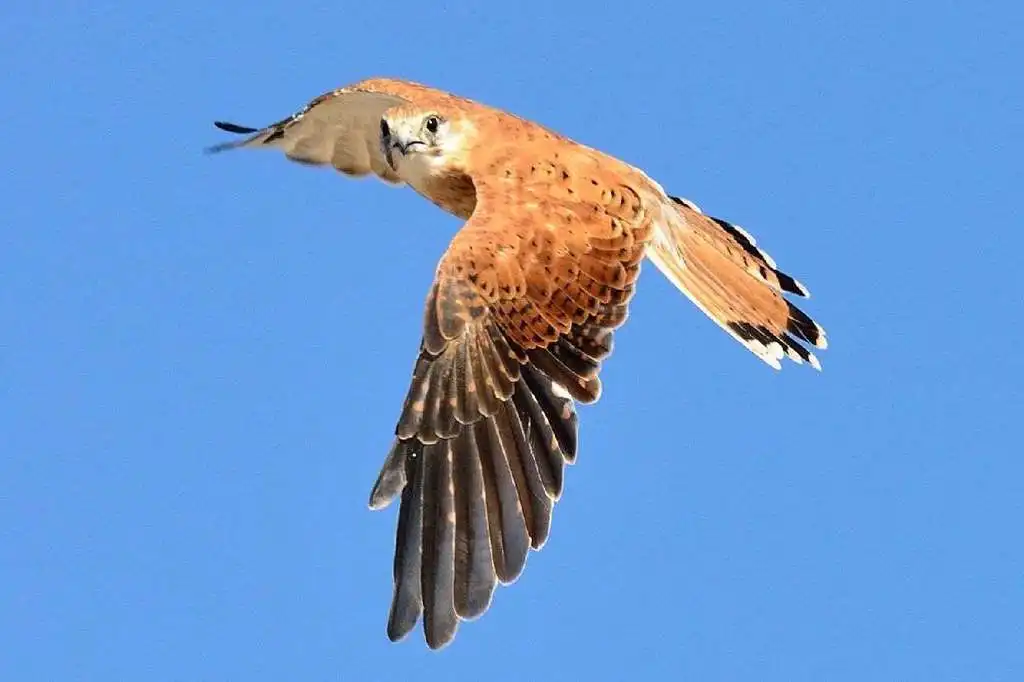 澳洲隼(Falco cenchroides)