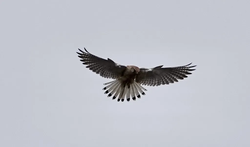澳洲隼(Falco cenchroides)
