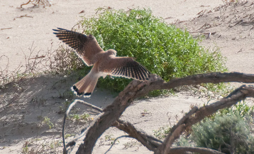 澳洲隼(Falco cenchroides)