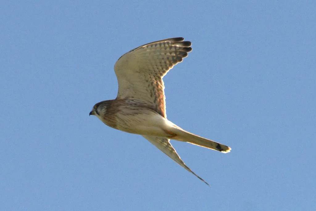 澳洲隼(Falco cenchroides)