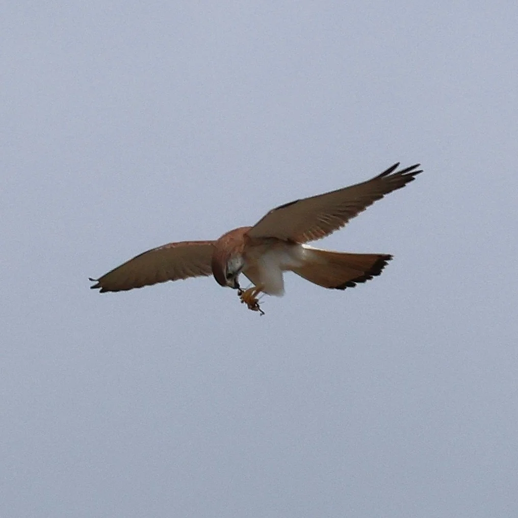 澳洲隼(Falco cenchroides)