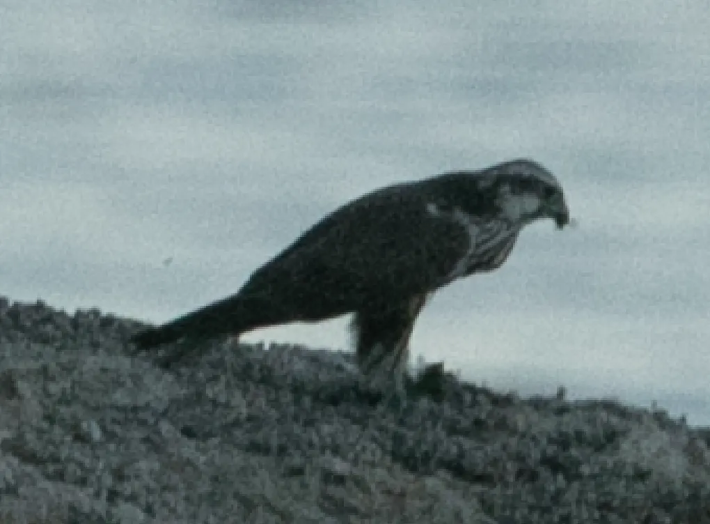 猎隼(Falco cherrug)
