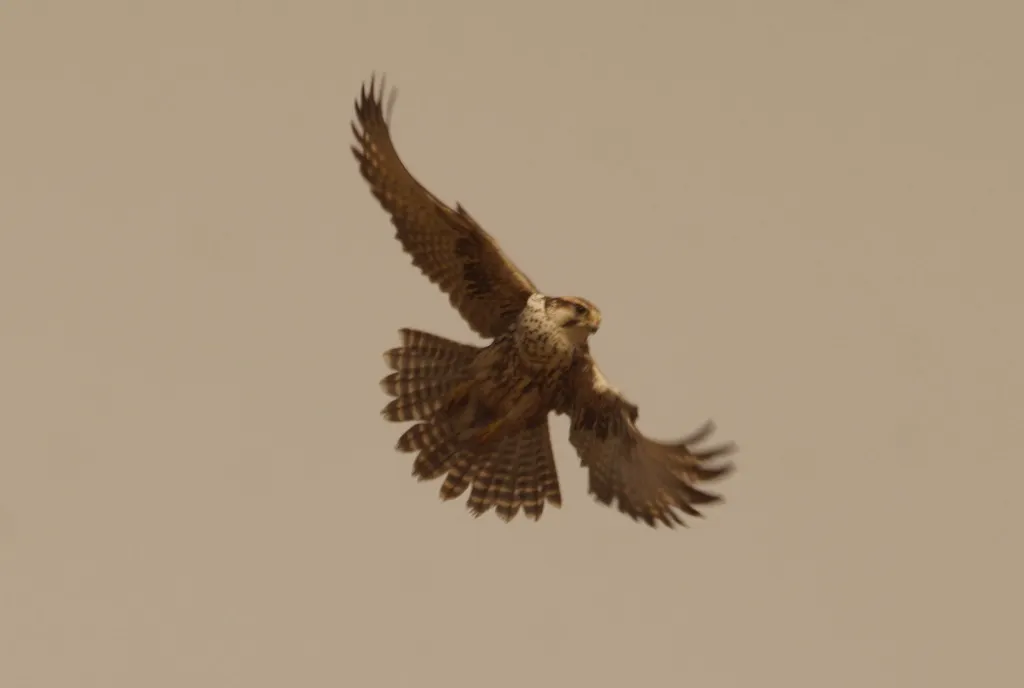 猎隼(Falco cherrug)