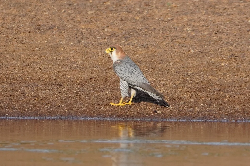 红头隼(Falco chicquera)