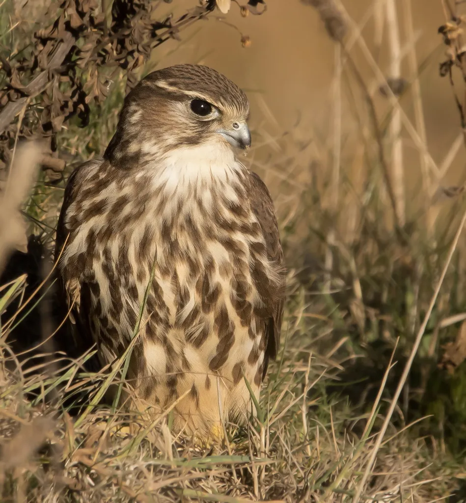 灰背隼(Falco columbarius)