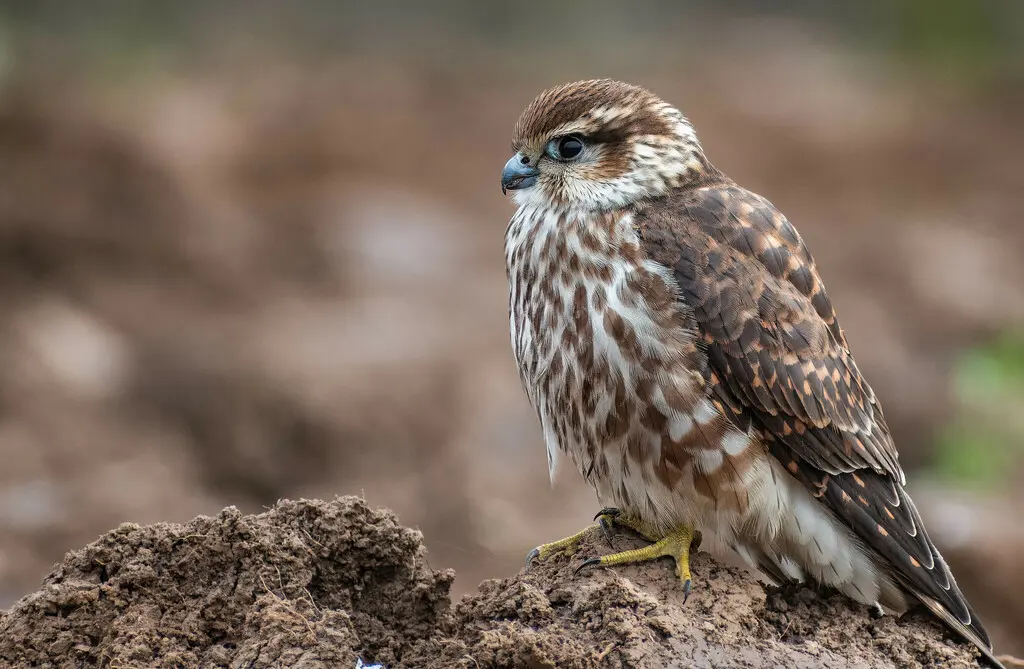 灰背隼(Falco columbarius)