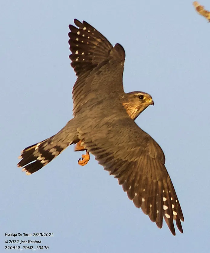 灰背隼(Falco columbarius)