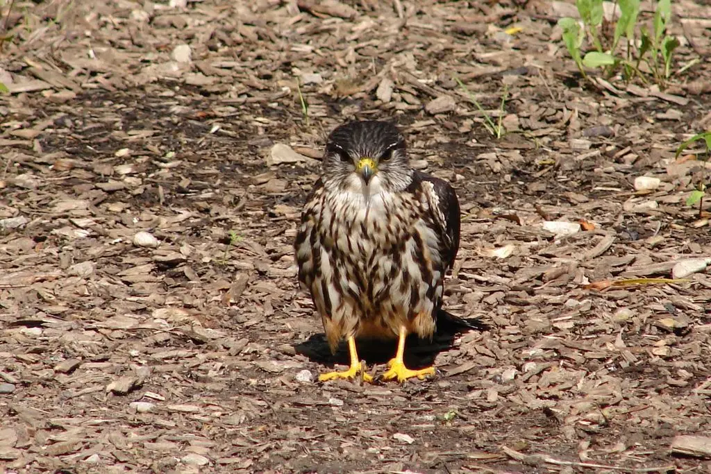 灰背隼(Falco columbarius)