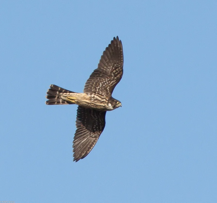 灰背隼(Falco columbarius)