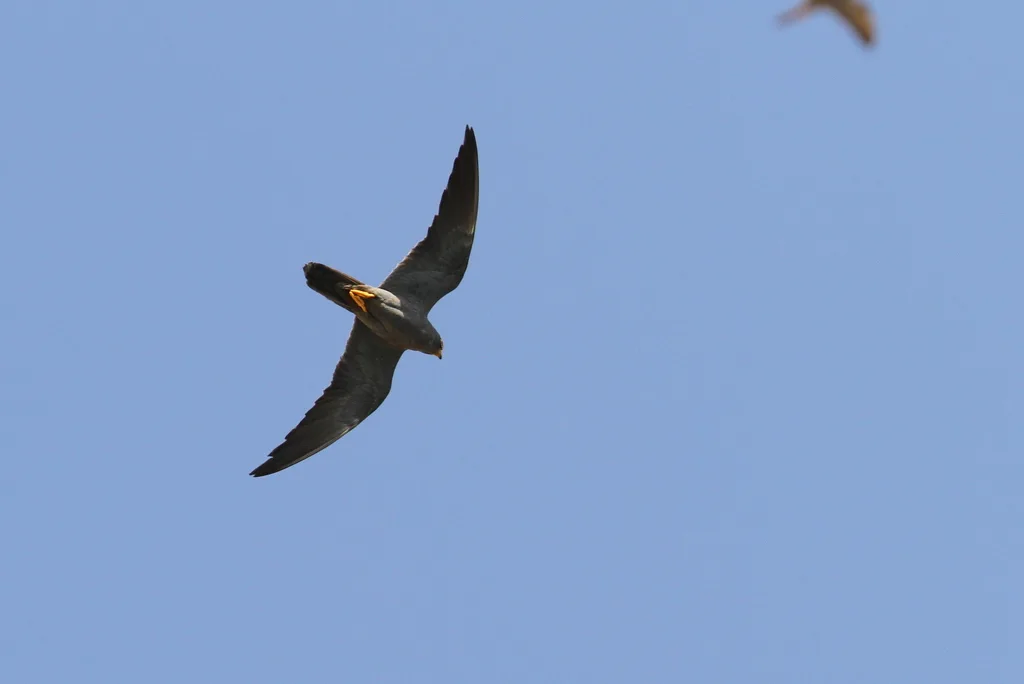 烟色隼(Falco concolor)
