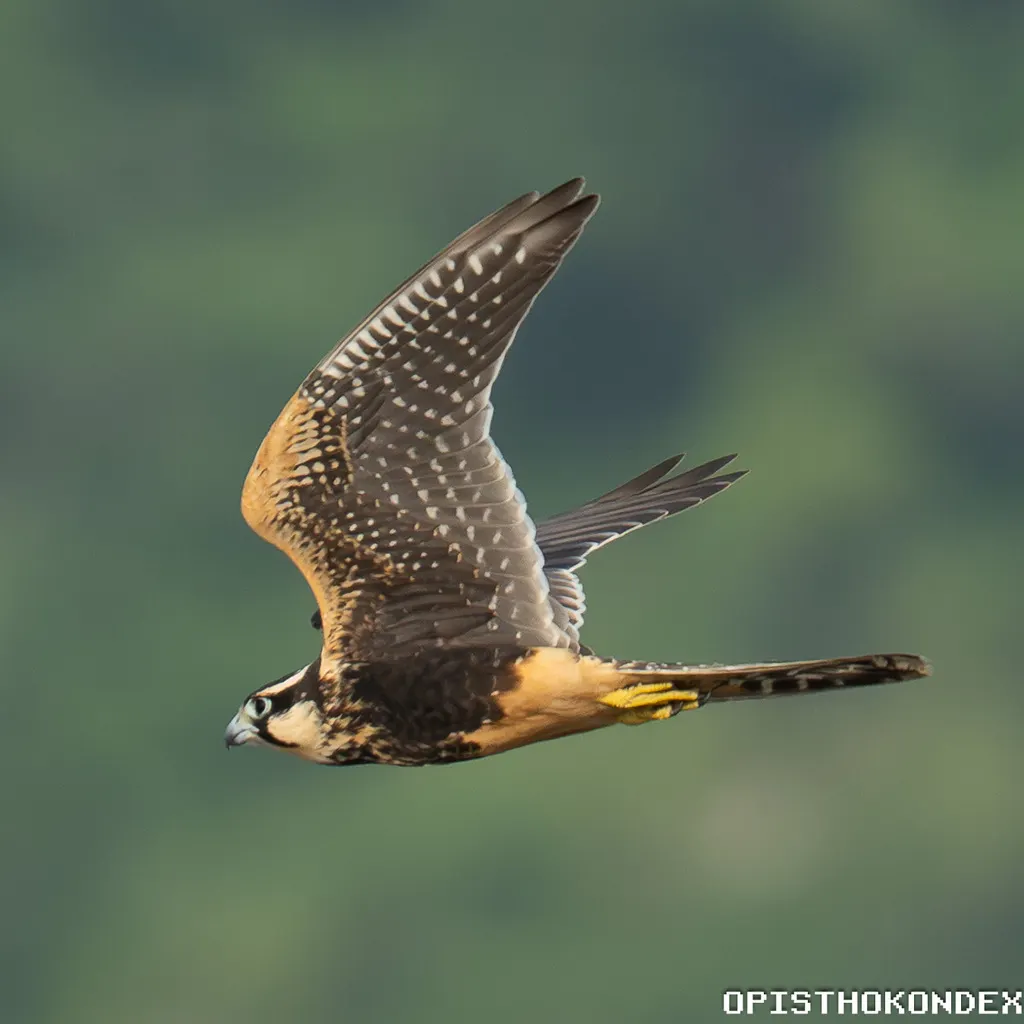 黄眉隼(Falco femoralis)