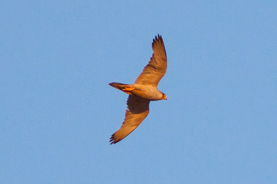 澳洲灰隼(Falco hypoleucos)