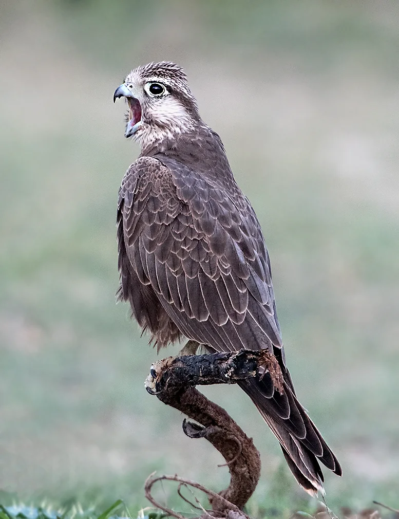 印度猎隼(Falco jugger)