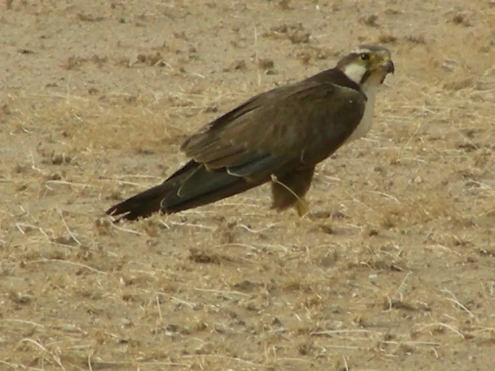 印度猎隼(Falco jugger)