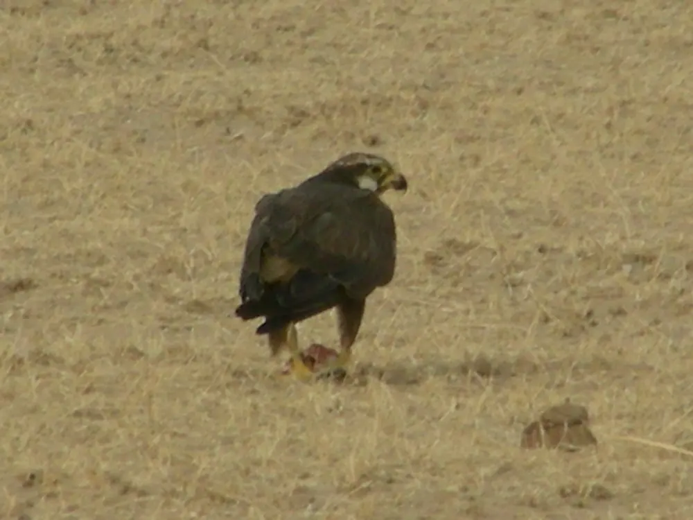 印度猎隼(Falco jugger)