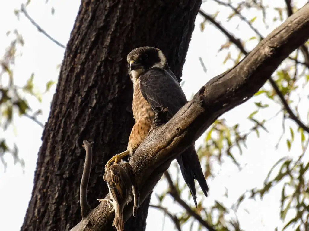 姬隼(Falco longipennis)