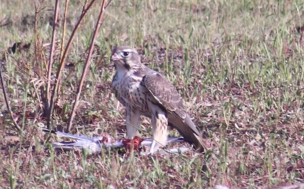 草原隼(Falco mexicanus)