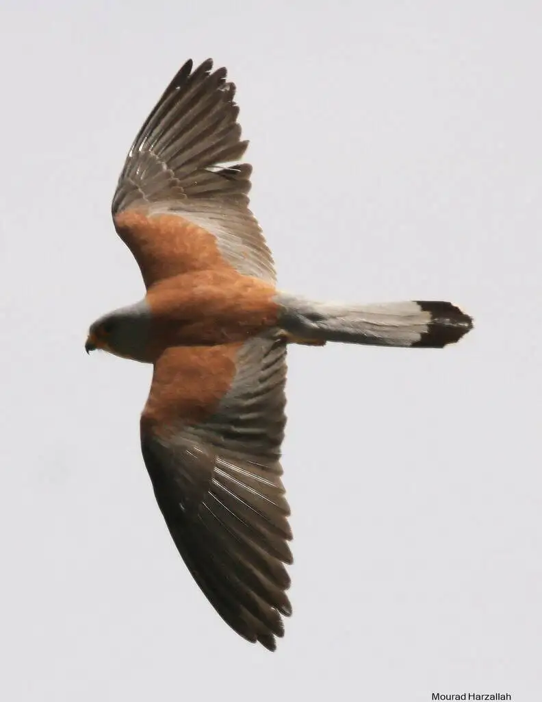 黄爪隼(Falco naumanni)