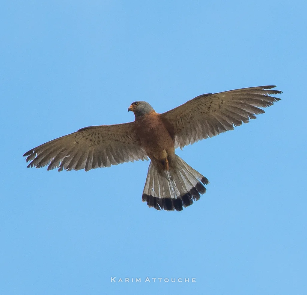 黄爪隼(Falco naumanni)
