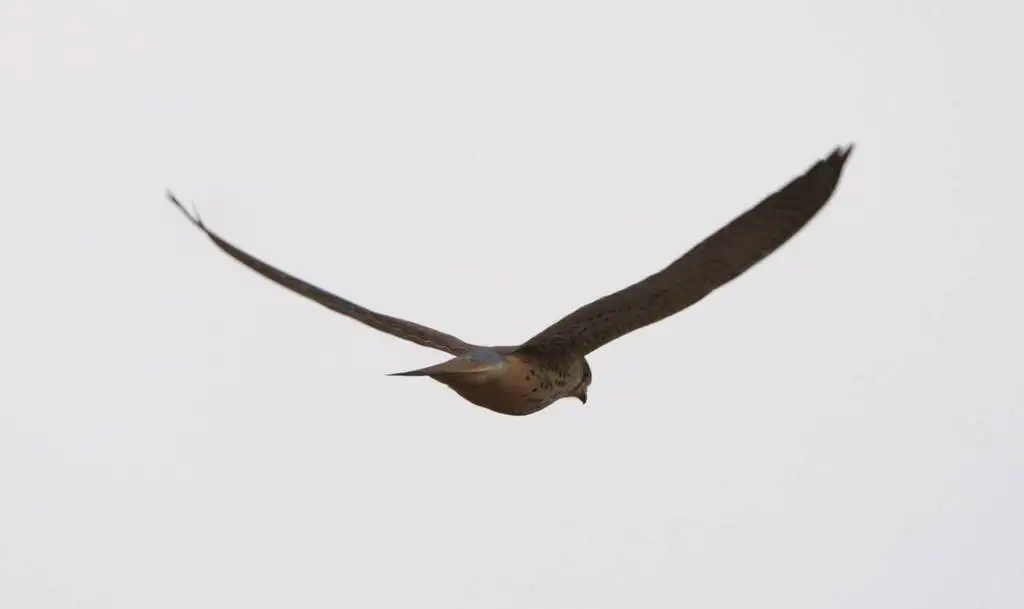 黄爪隼(Falco naumanni)