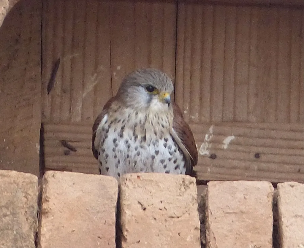 马岛隼(Falco newtoni)