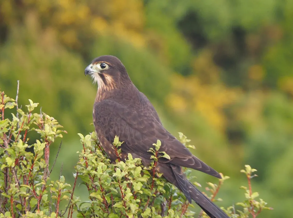 新西兰隼(Falco novaeseelandiae)