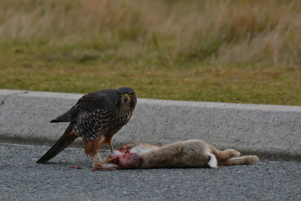 新西兰隼(Falco novaeseelandiae)