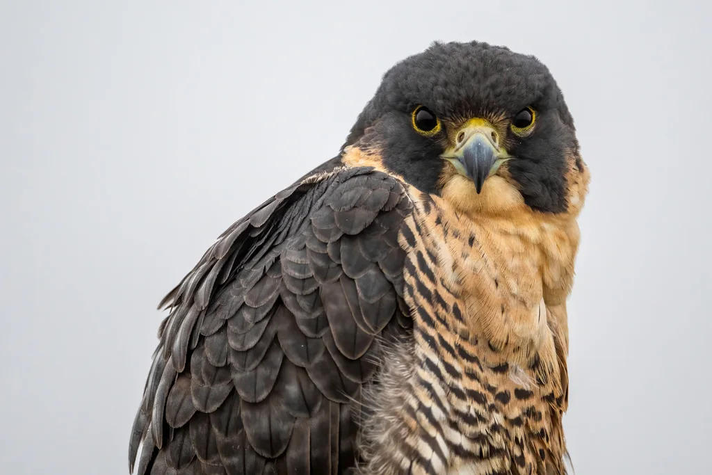 游隼(Falco peregrinus)