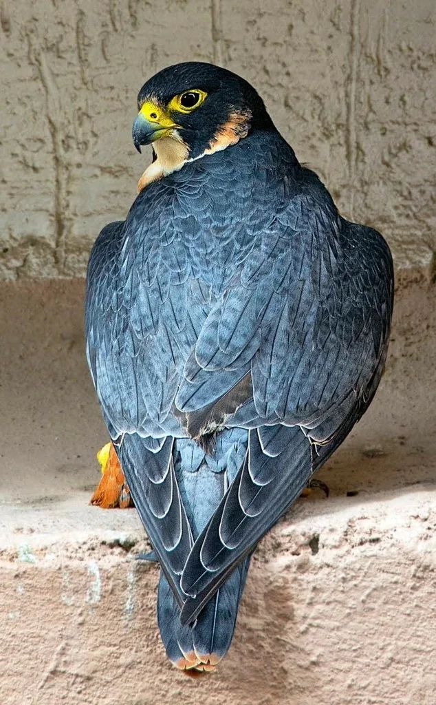 游隼(Falco peregrinus)