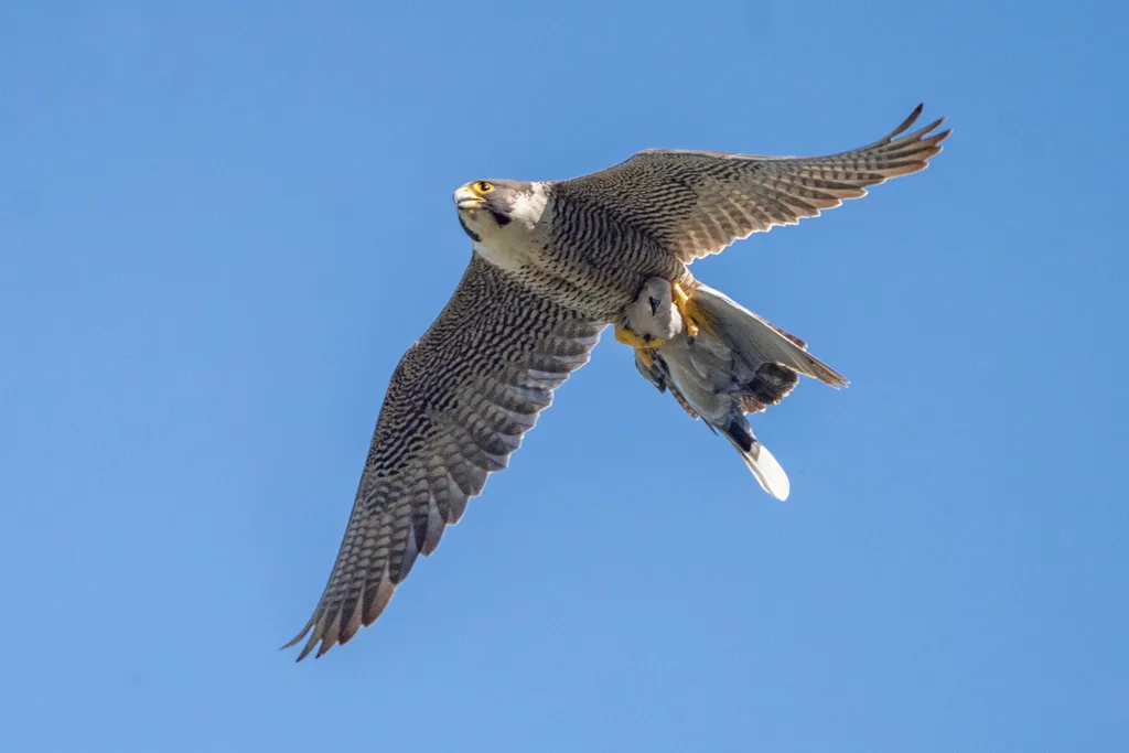 游隼(Falco peregrinus)