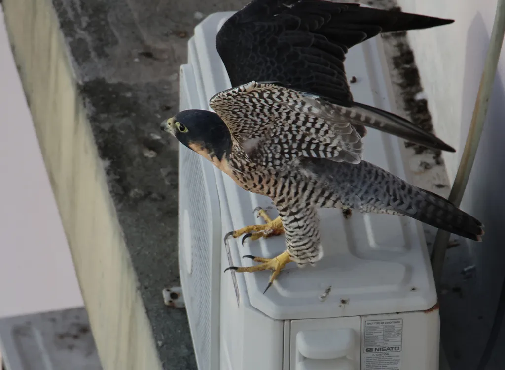 游隼(Falco peregrinus)