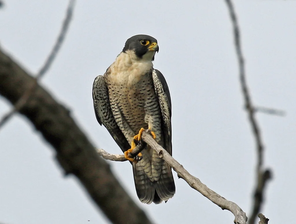 游隼(Falco peregrinus)
