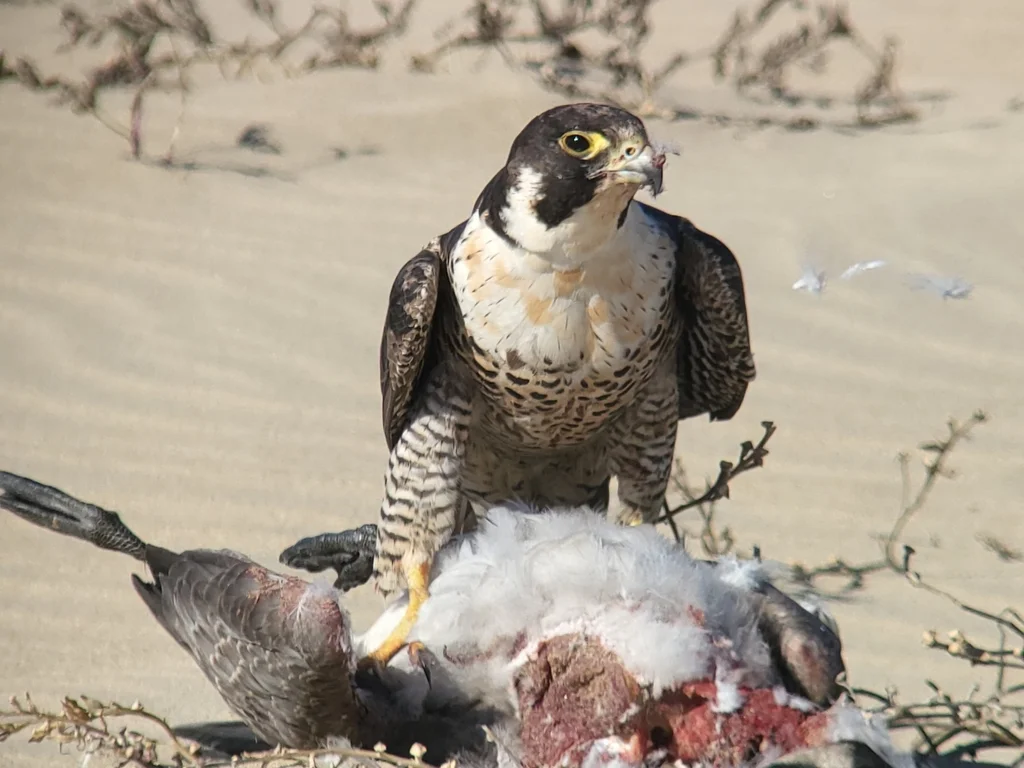 游隼(Falco peregrinus)
