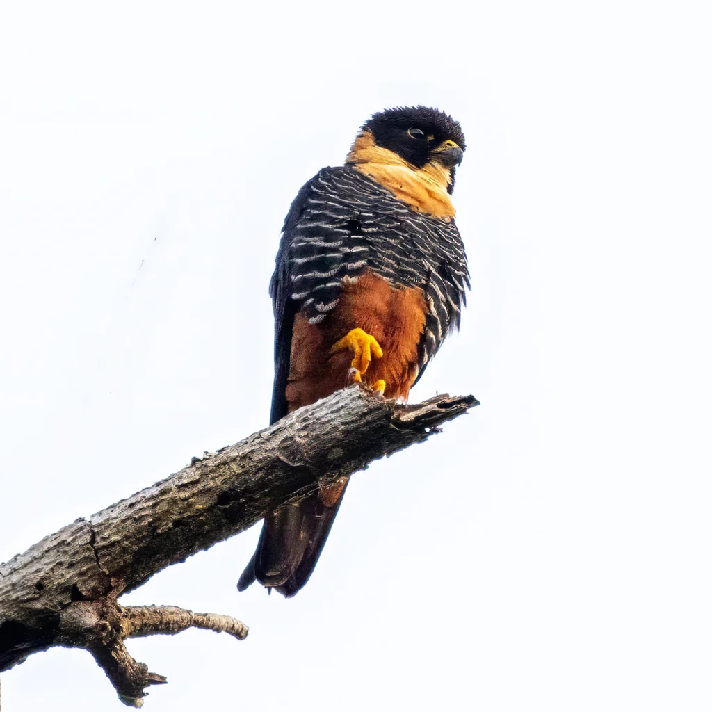 食蝠隼(Falco rufigularis)